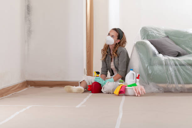Reliable Black Mold Remediation contractor in Lakewood, CO by Mold Remediation HQ